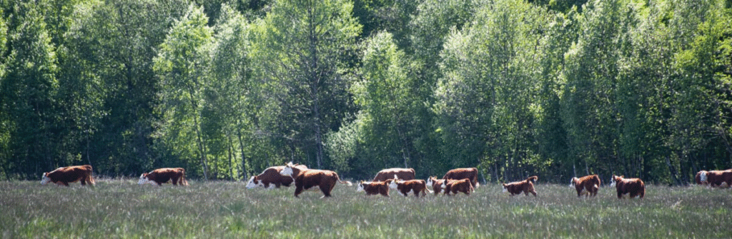 Are cows part of our human culture?