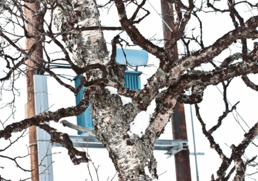 Tree power and human power