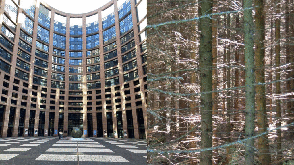 European Parliament, Strasbourg, France and Pine trees, Maglasäte, Sweden.