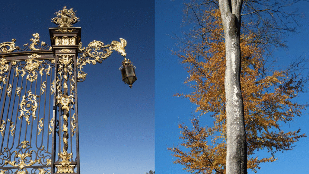 Place Stanislas, Nancy, France and a Beech tree, Tjörnarp, Höör, Sweden.