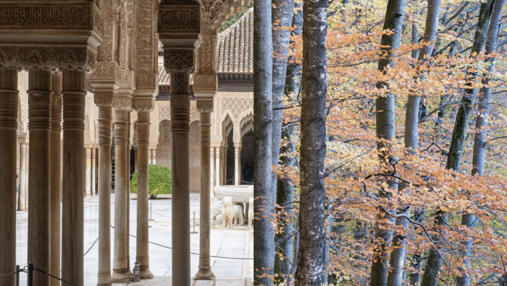 Alhambra, Granada, Spain and Beech trees at Rövarkulan, Sweden