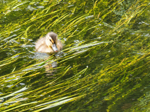 Nature, Planet and Our Sense of Self